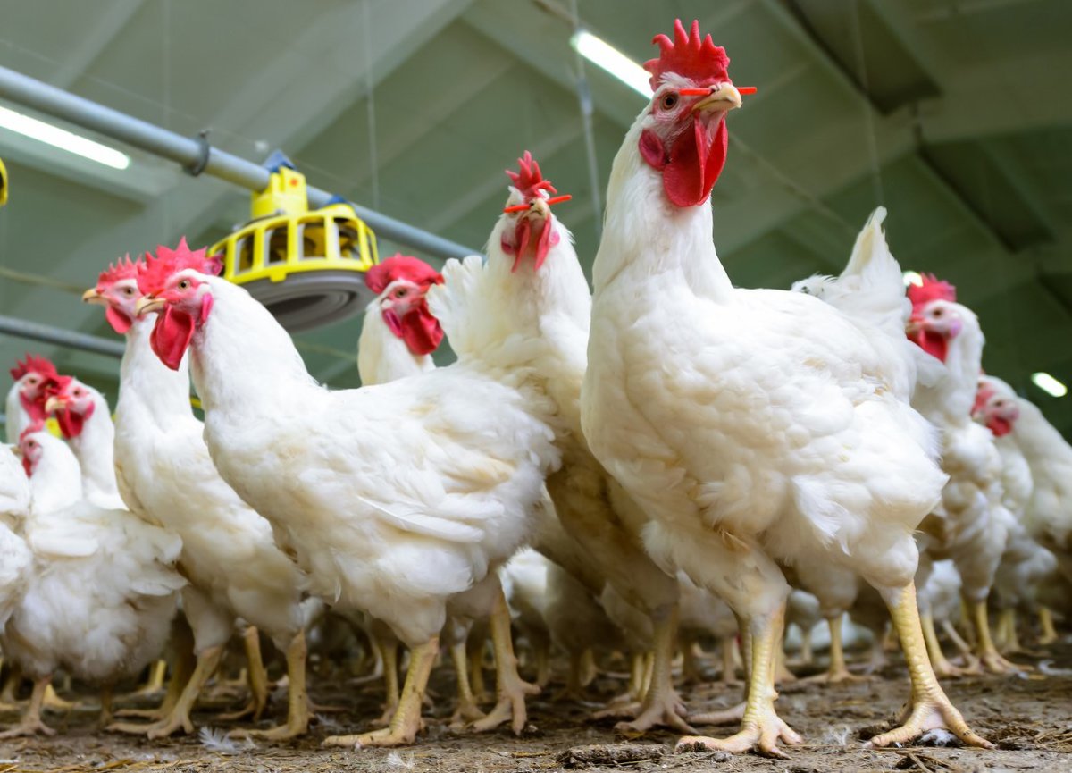 antibiotic-free chicken