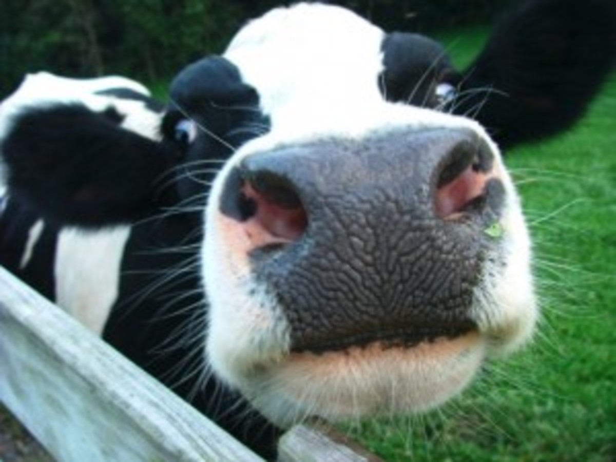 dairy_cows-300x2252