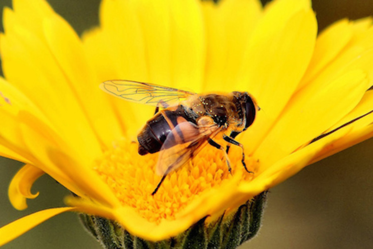 From Bee Pollen to Royal Jelly: Decoding the Super Healthy Bee Foods