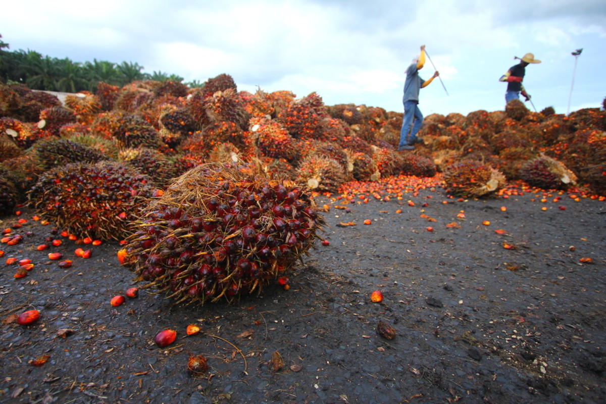 PepsiCo Slammed for Palm Oil Deforestation Despite Updated Commitment