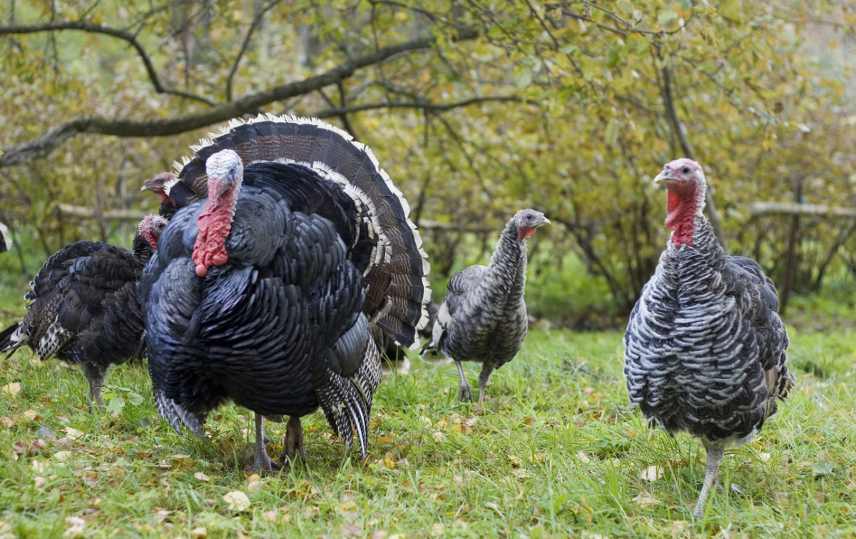 6 Lessons I Learned Raising Narragansett Heritage Turkeys