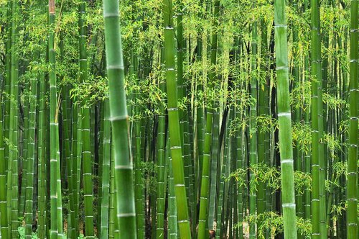 bamboo-ccflcr-inoc