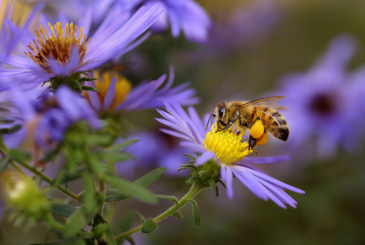 Alternatives to Neonicotinoids Could Be Even Worse for Honey Bees
