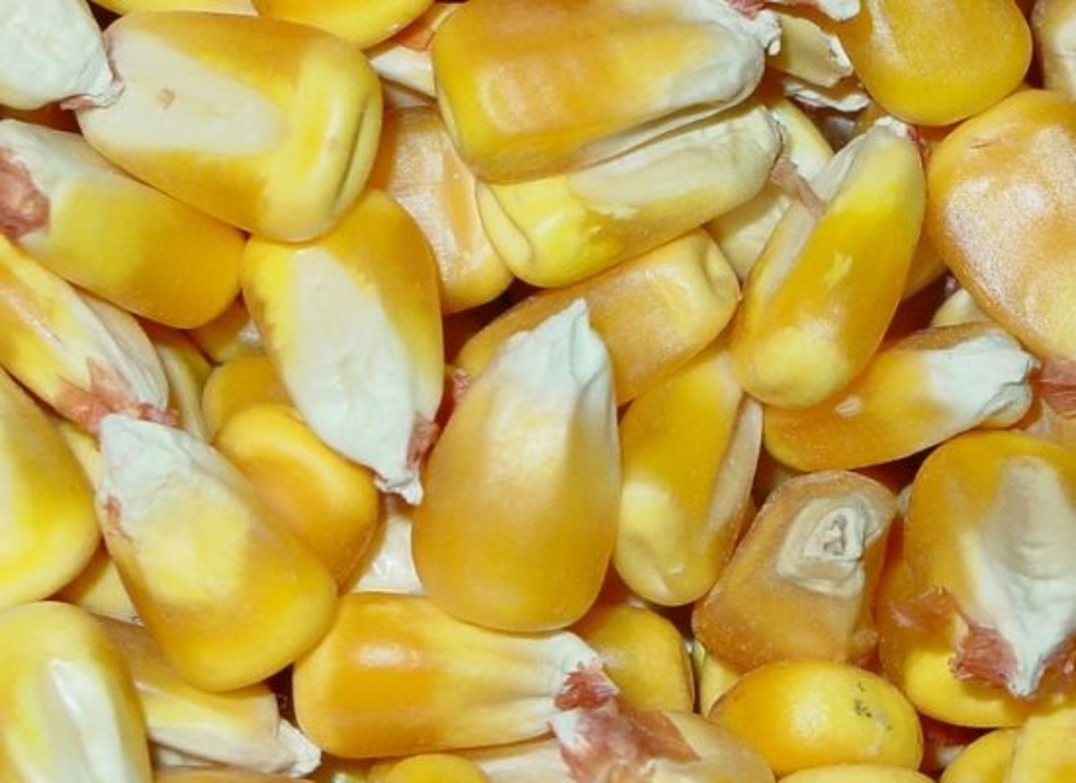 corn-ccflcr-alternativeheat