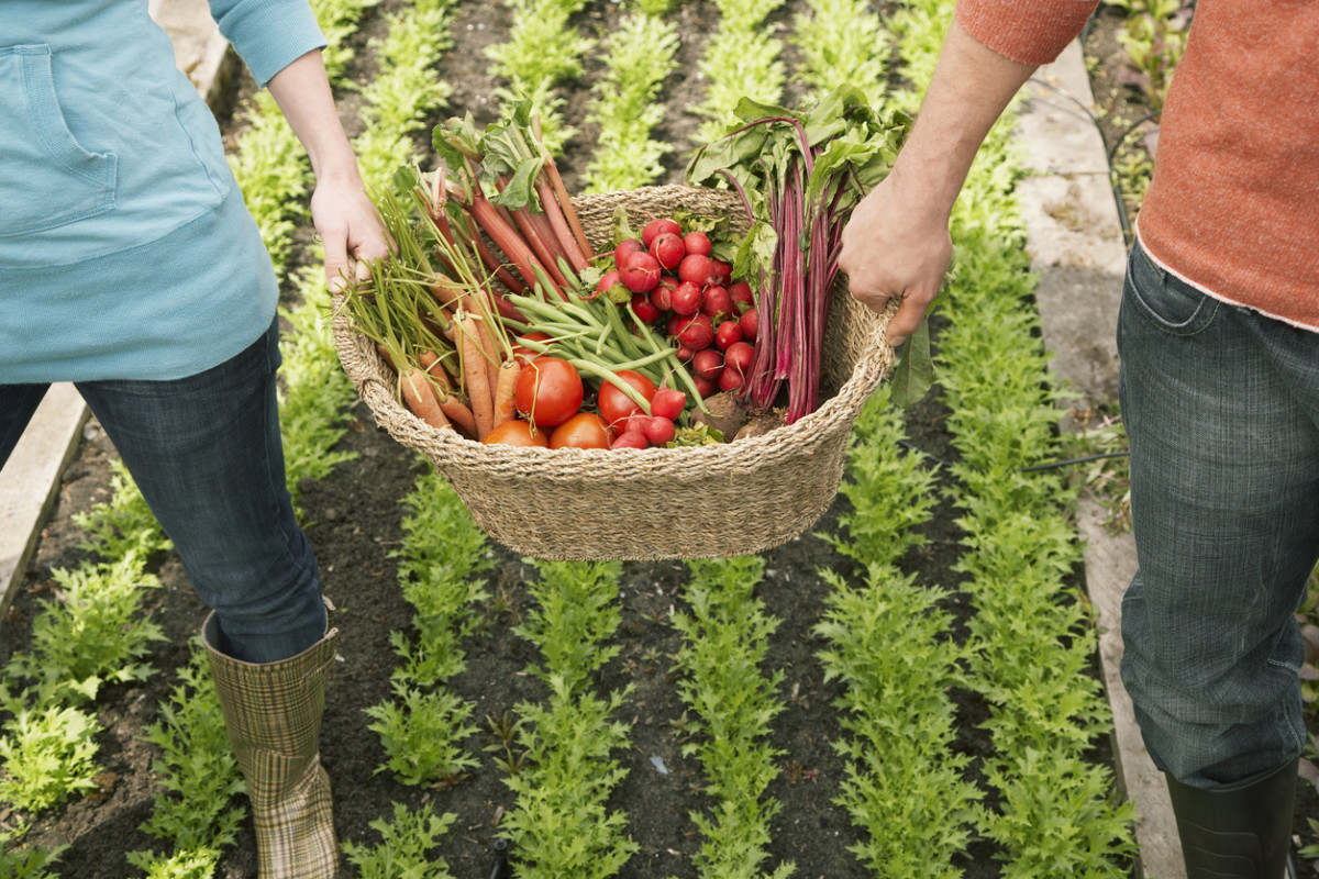 Man and woman carrying vegetables in basket