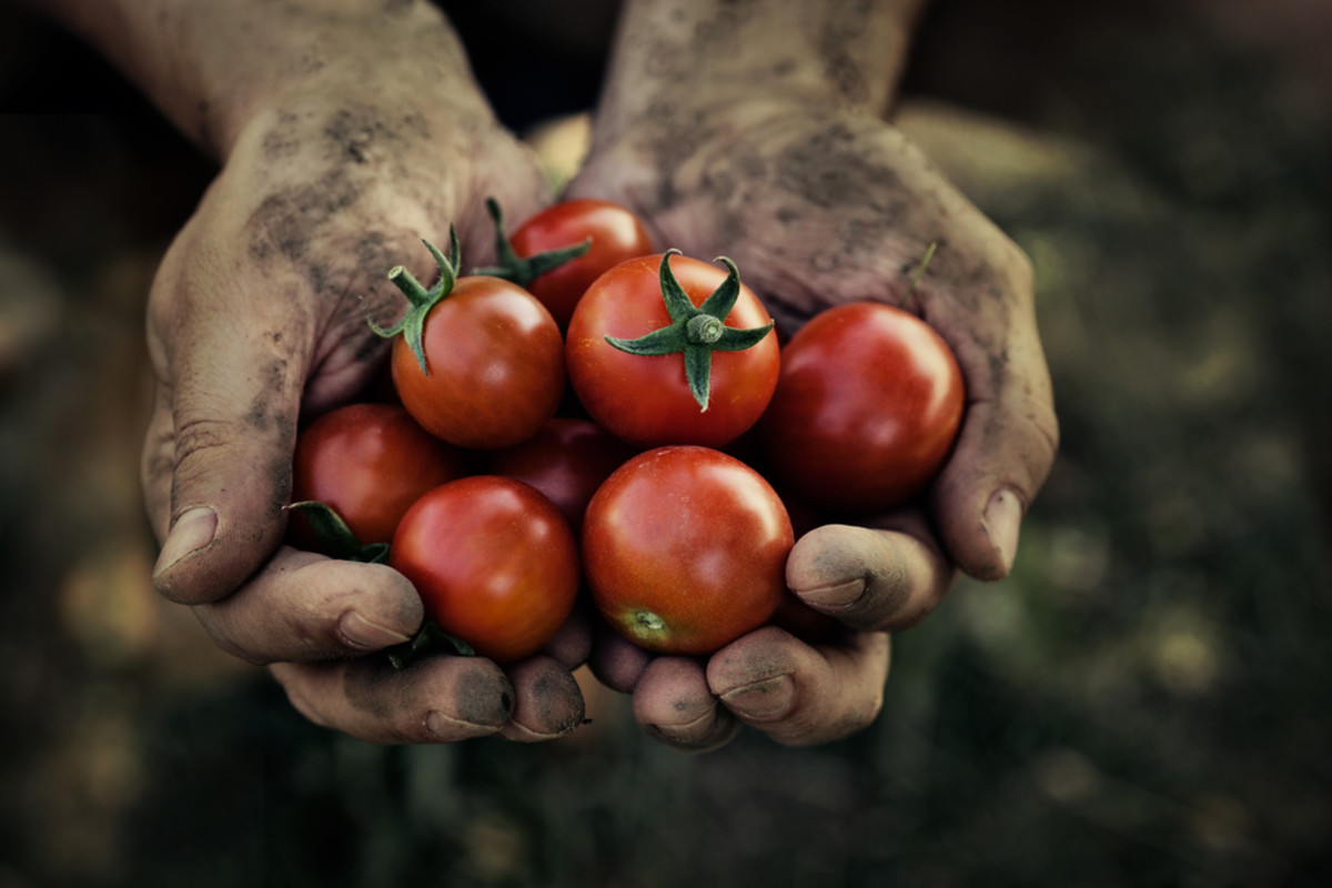 Can Organic Farming Feed the World?