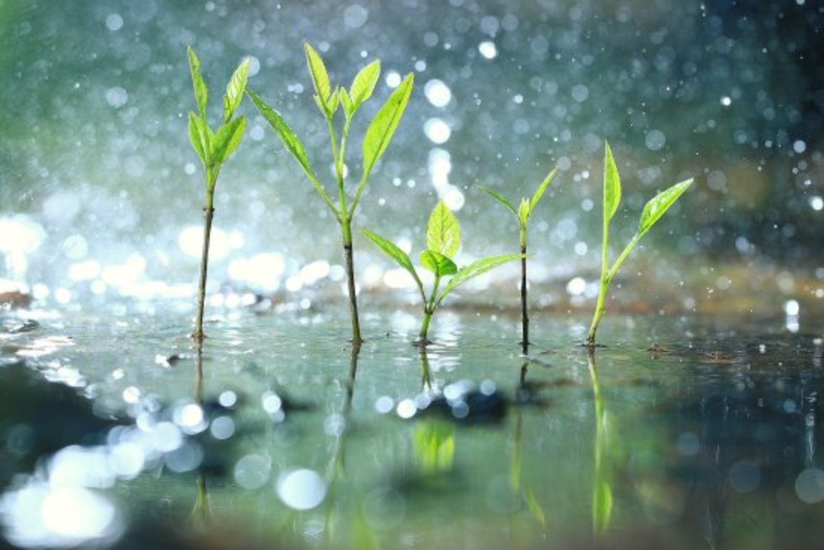 How To Successfully Collect Rainwater for Your Garden