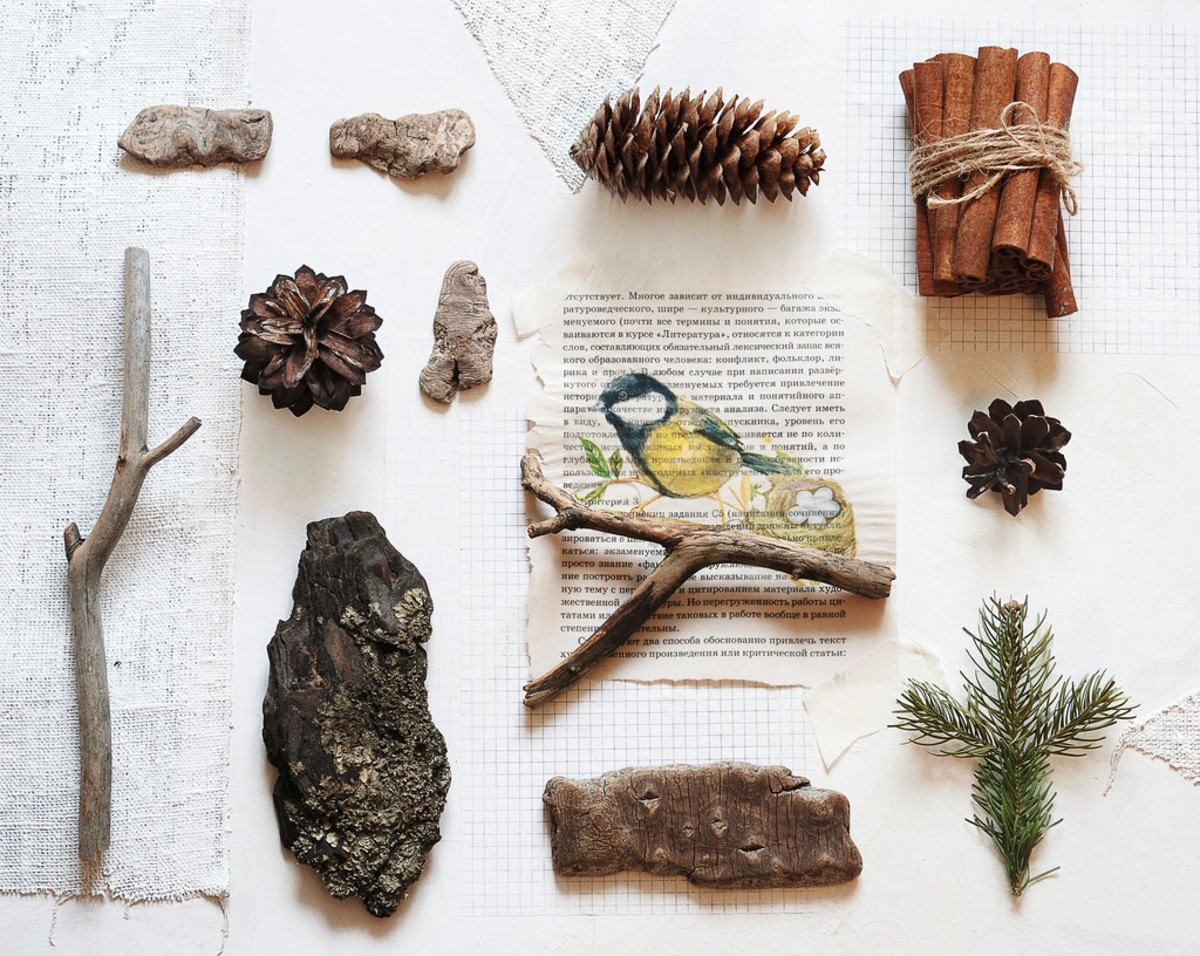 Start your own natural history collection.