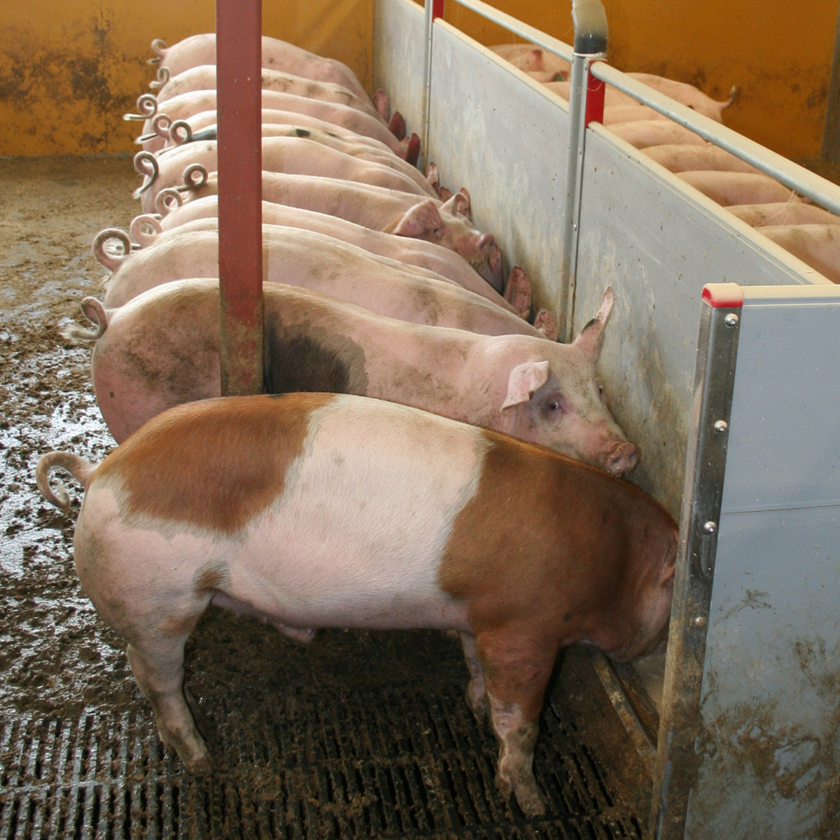 Mutating New Pig Virus Expected to Kill Millions of Baby Pigs and Cripple Pork Industry