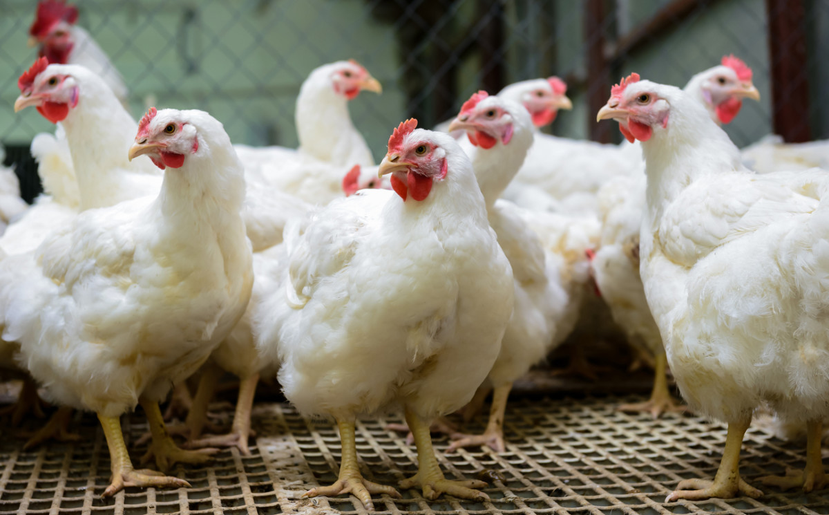 Organic Leaders Demand USDA Reinstate Animal Welfare Rules