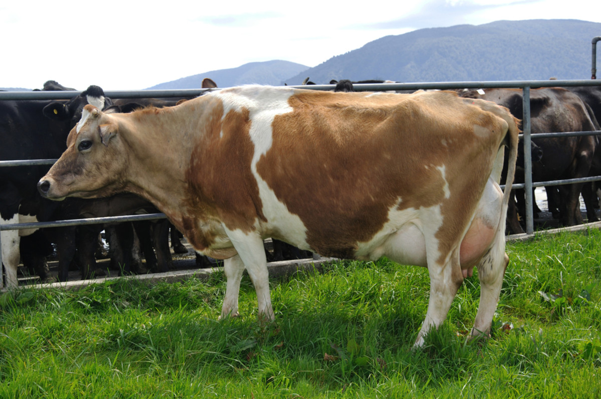 FDA: Dairy Farmers Are Breaking Existing Antibiotic Laws