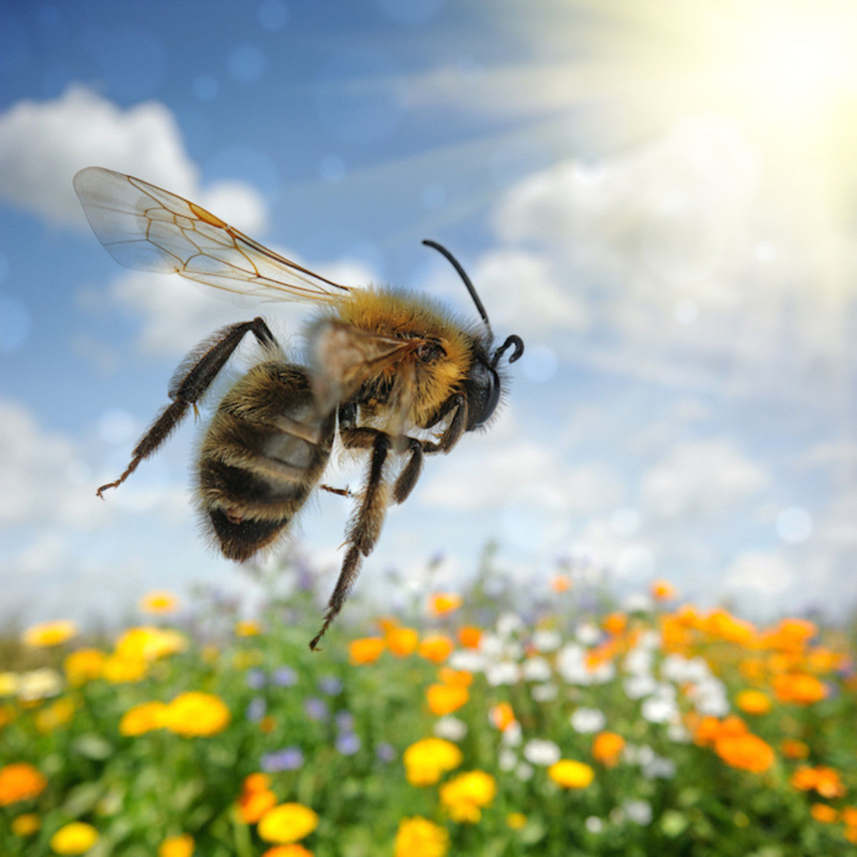 Federal Court Rules in Favor of Honey Bees, Blocks EPA-Approved Pesticide
