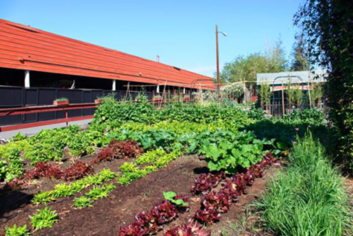 How to Design a Community Garden for More Than Food