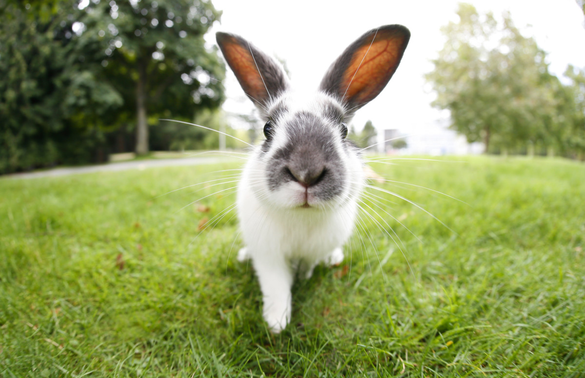 California to Become the First State to Ban Animal Testing for Cosmetics
