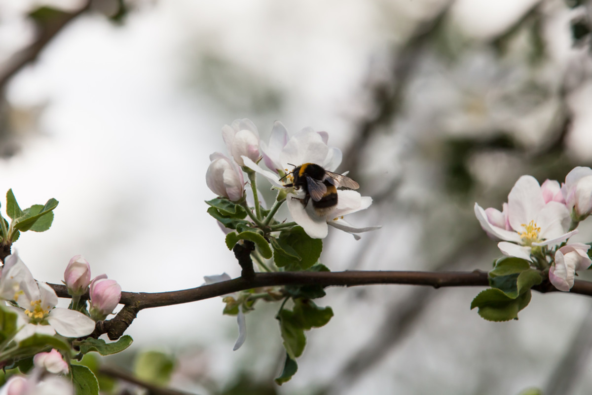 Bumblebees Exposed to Pesticides Linked to Poor Apple Crop Quality, Study Finds