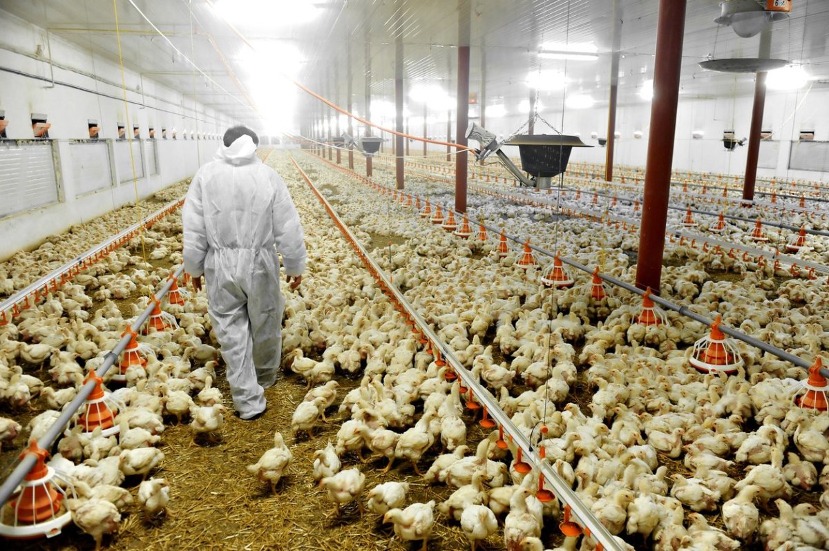 Tyson Foods Tackles Animal Cruelty With Video Monitoring at 33 Poultry Farms