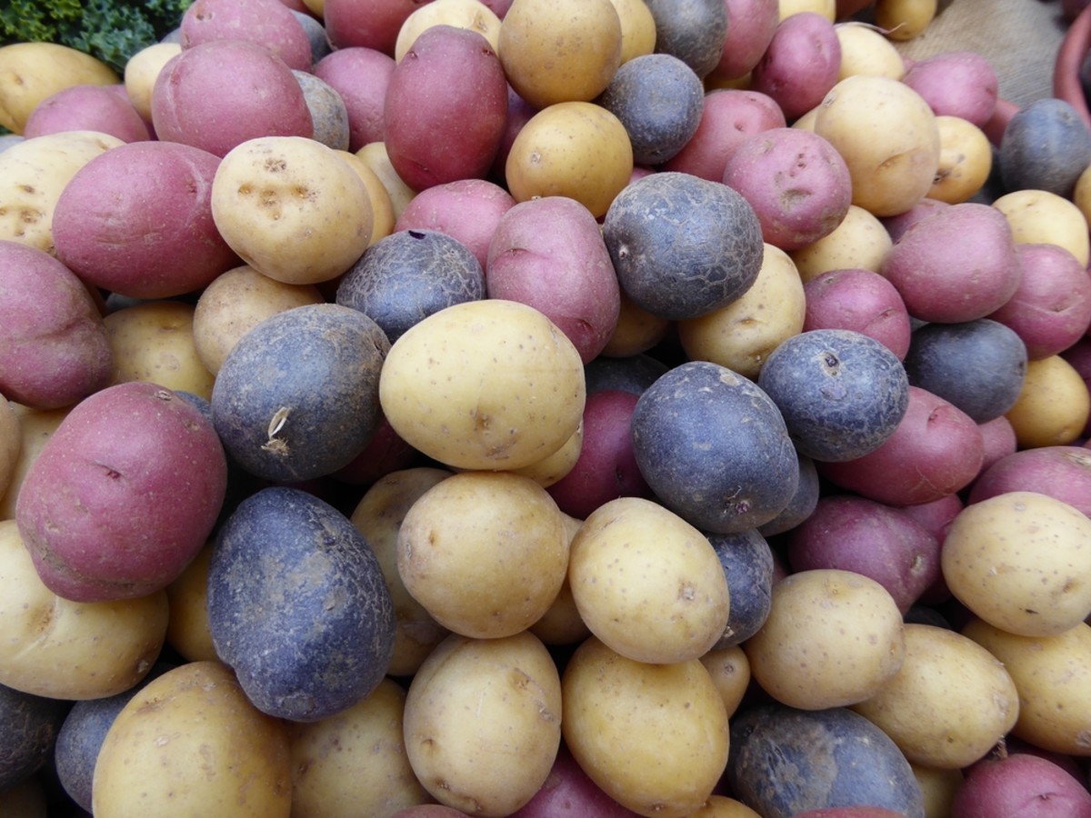 heirloom potatoes
