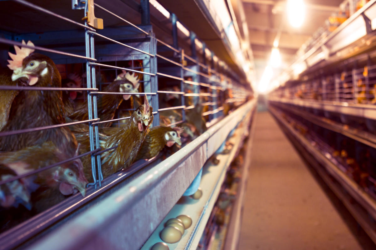 Nestlé Makes Major Cage-Free Eggs Commitment, Sets Ambitious 2020 Deadline