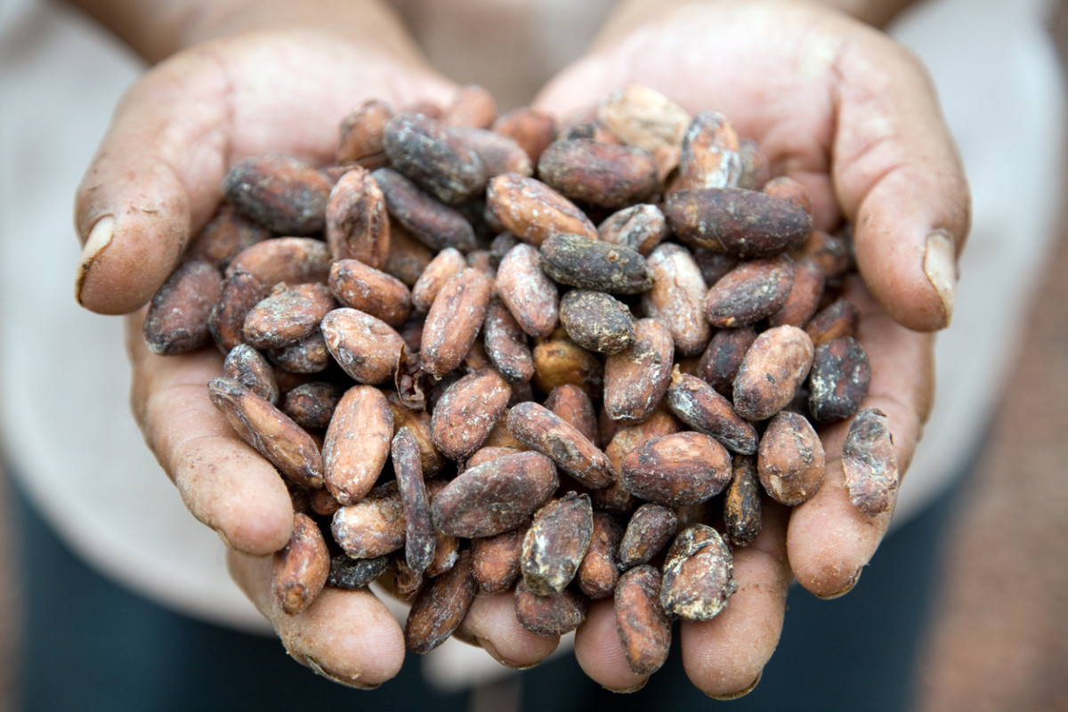 Mars Will Invest $1 Billion In Sustainable and Ethical Cocoa Supply Chain