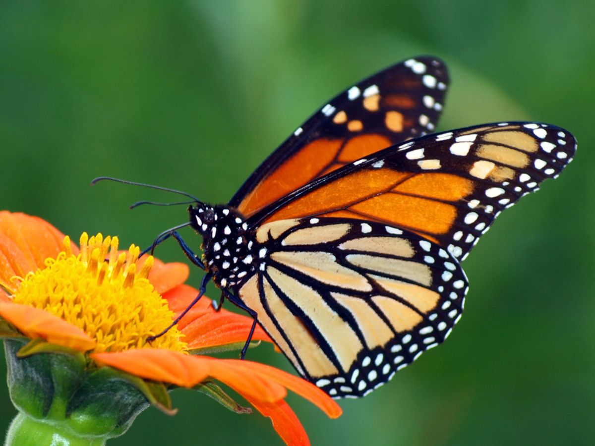 EPA Revokes Approval of 'Synergistic' Pesticide Enlist Duo Due to Butterfly Deaths