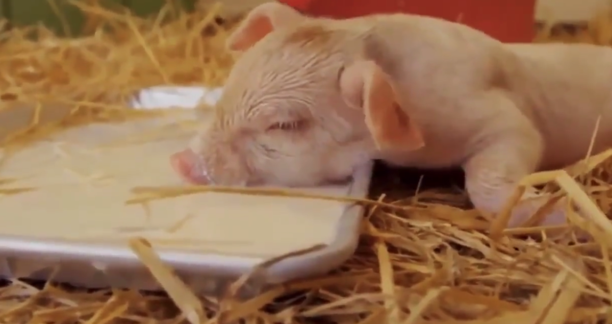 Sleepy Farm Animals Remind Us What Summer is All About [Video]
