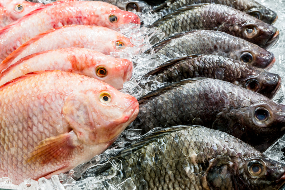 Obama’s Clean Power Plan Will Reduce Mercury in Fish