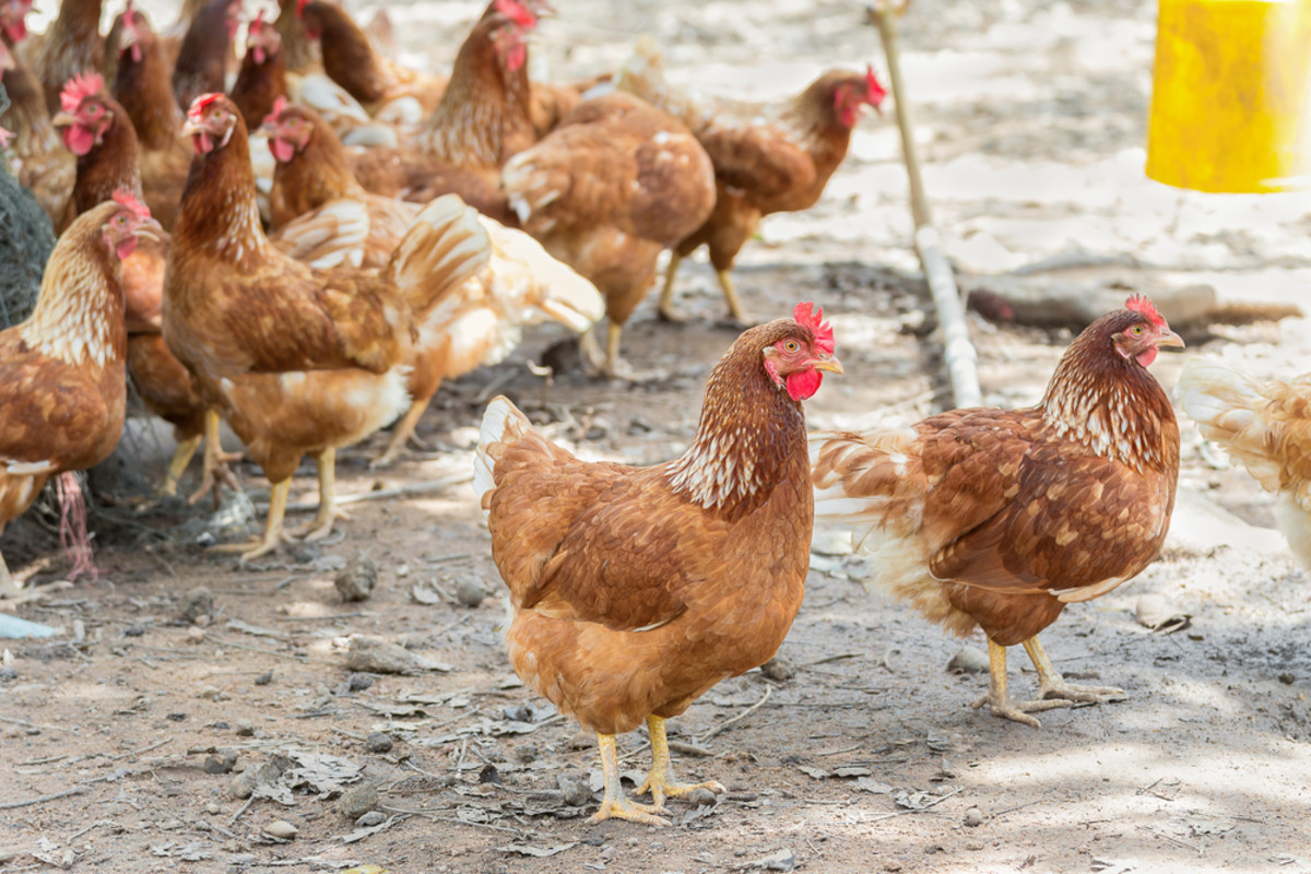 Cage-Free Eggs May Become the Norm as Industry Concedes Defeat