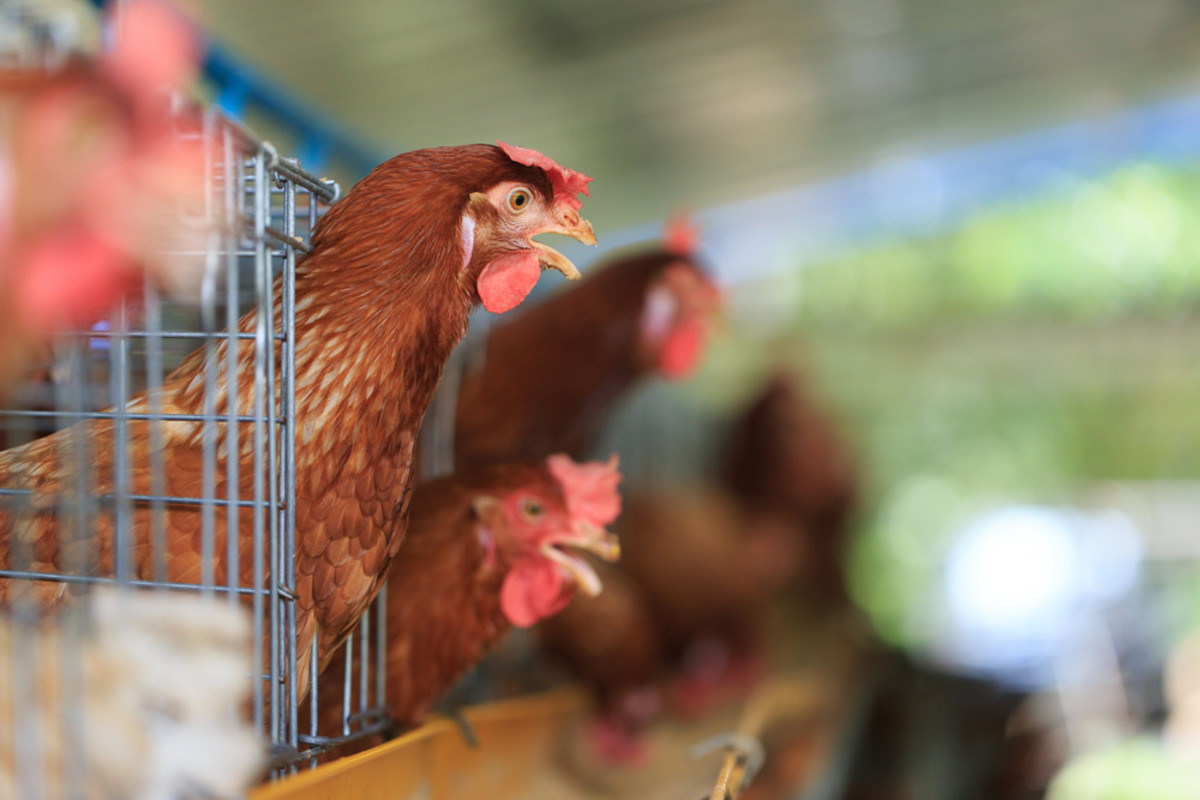Perdue Adopts Revolutionary Animal Welfare Standards for Half a Billion U.S. Chickens