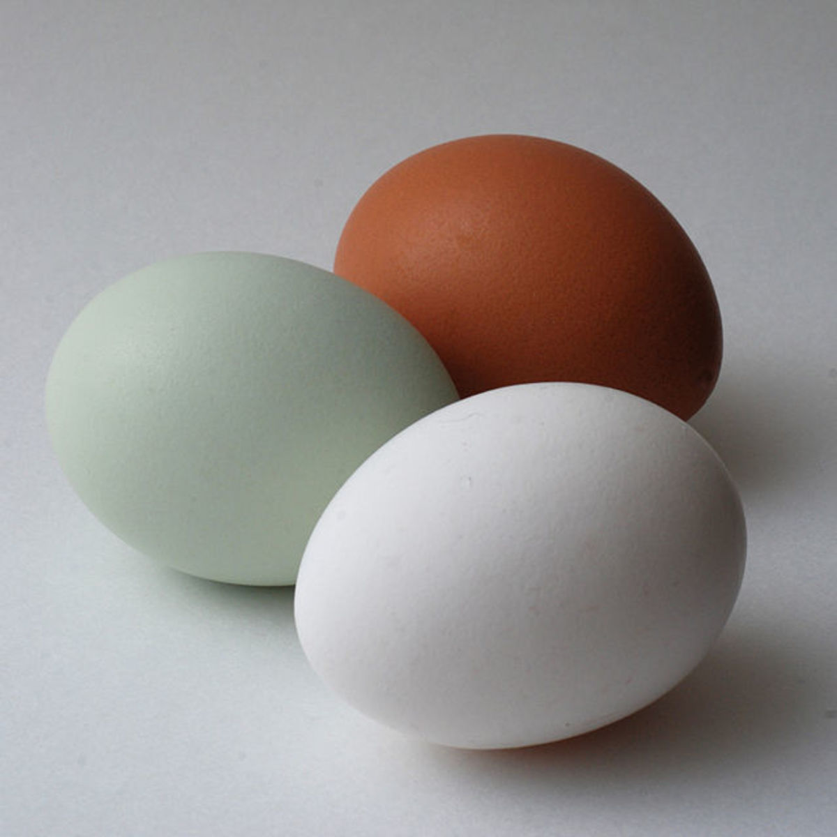 welsummer egg,Buzz + News,natural eggs,cuckoo maran egg,naturally colored e...