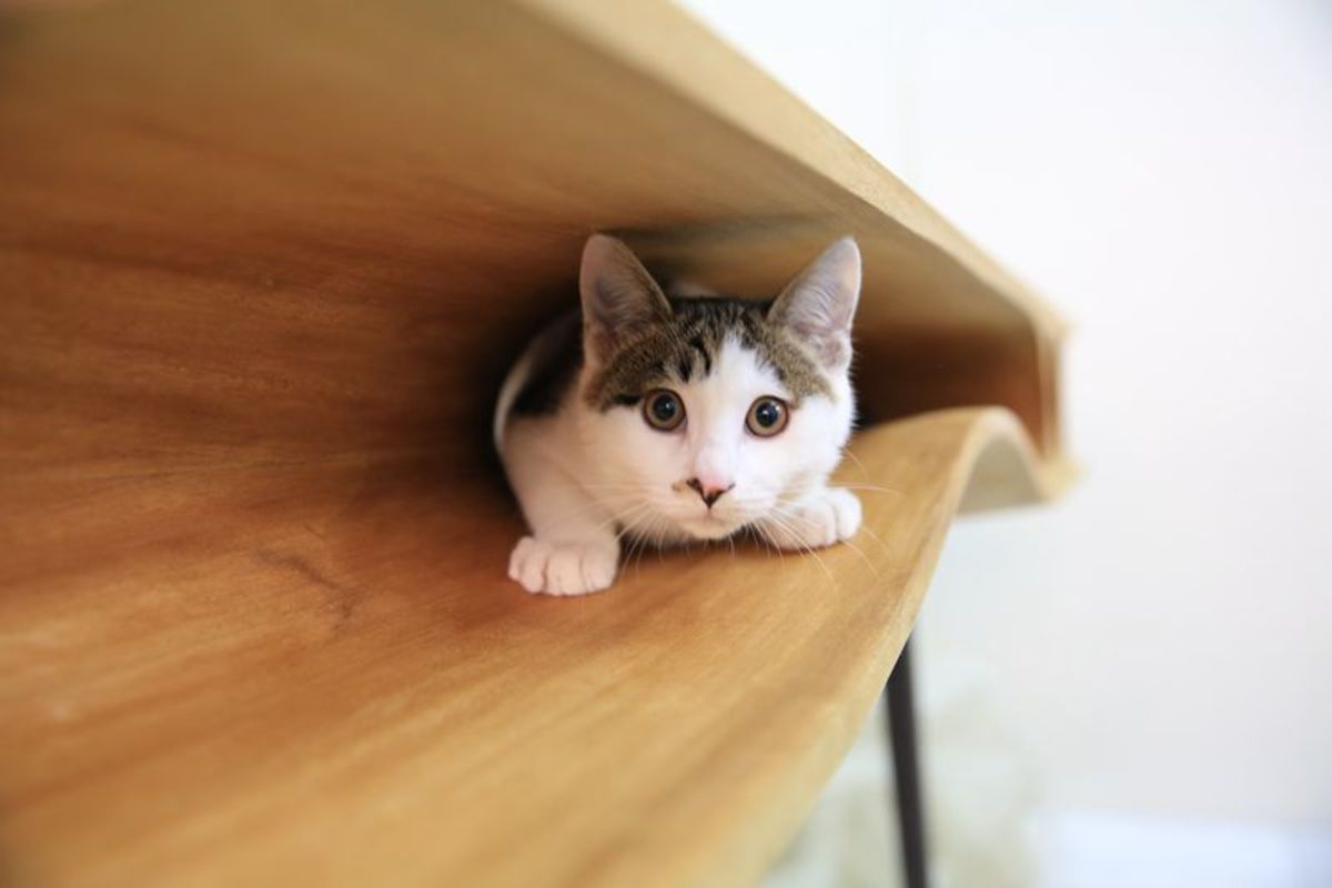 Cat furniture solutions.