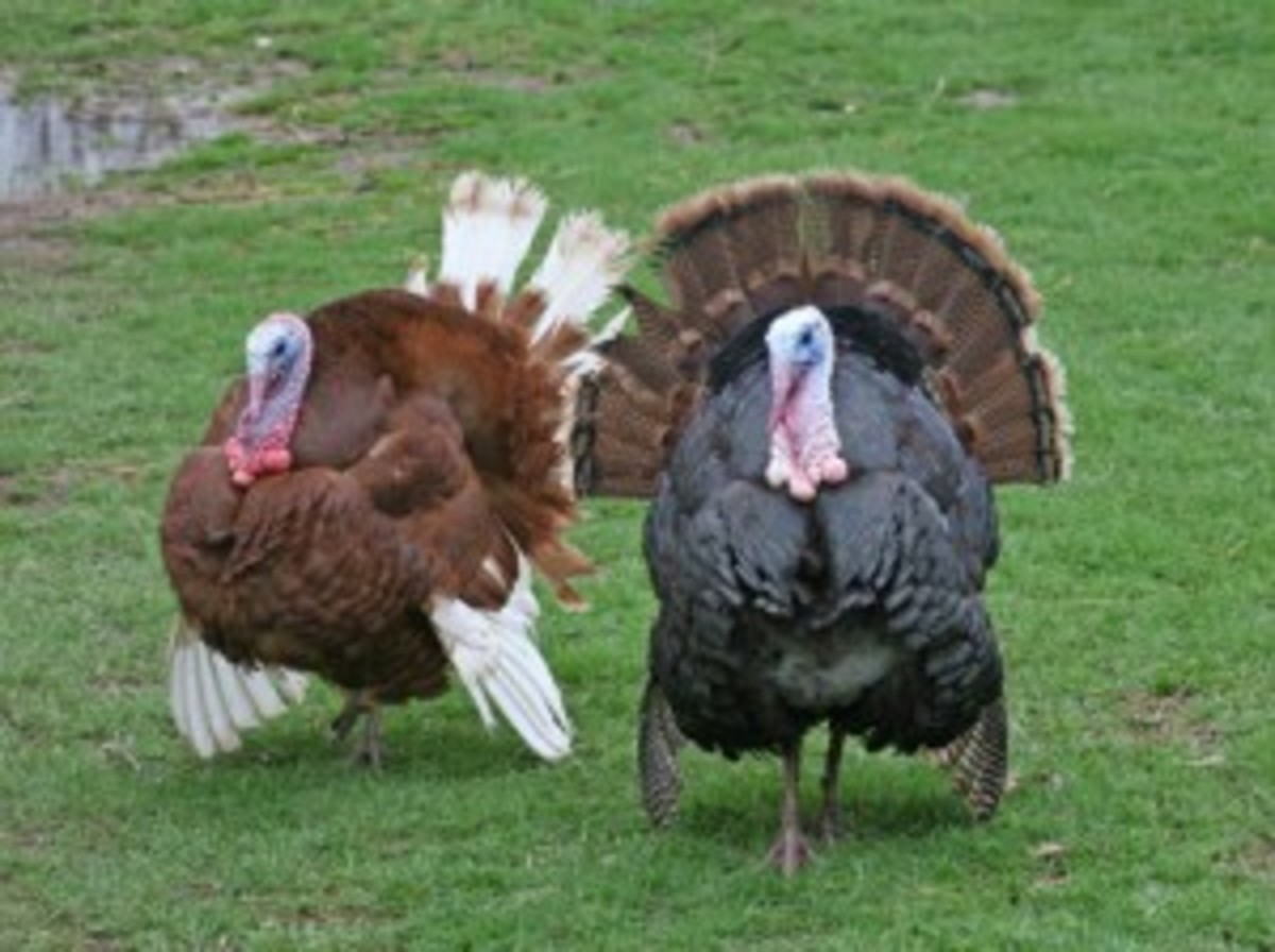two-turkeys-300x2242