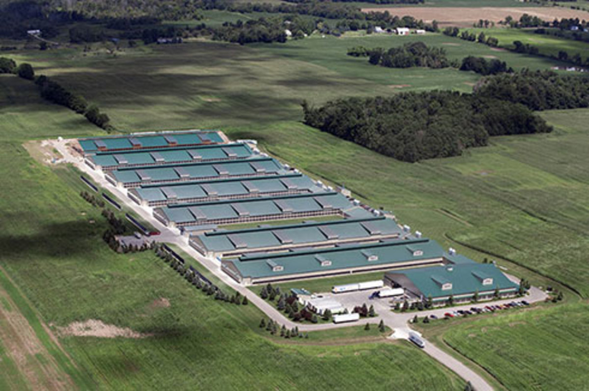 USDA Says It Won't Investigate Major Organic Farms For Alleged Animal Confinement Violations