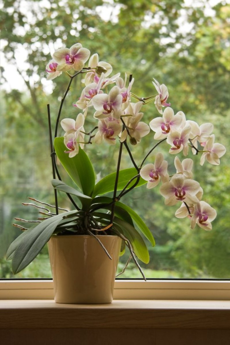 7 Practical Things to Know About Successfully Growing Orchids