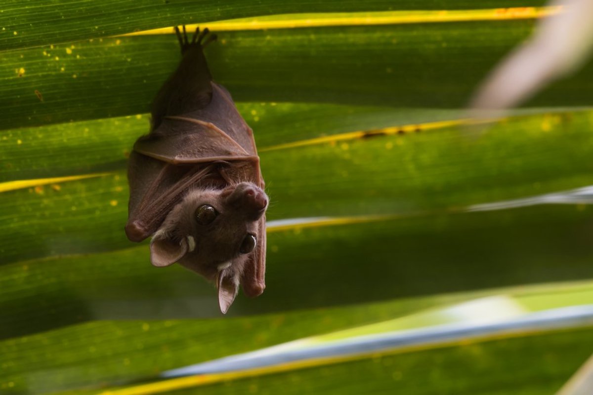 benefits of bats for your garden