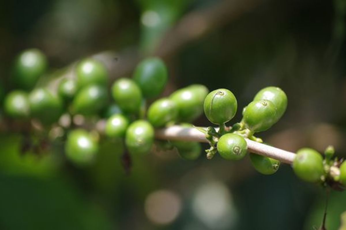 coffeeplant-ccflcr-stickymex
