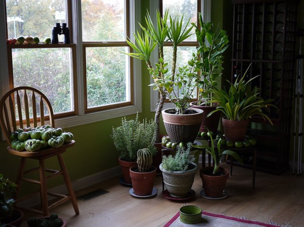 Fill your home with beautiful houseplants.