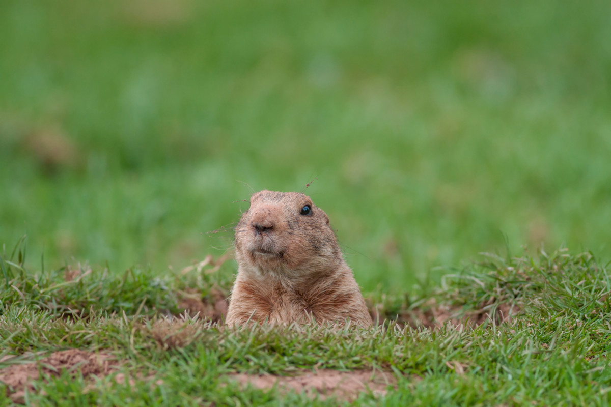 Gophers are cute but annoying garden pests.