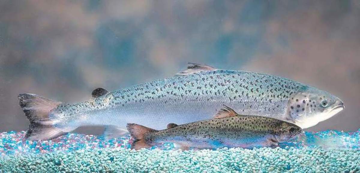 Downstream Environmental Risks the Latest GMO Salmon Setback