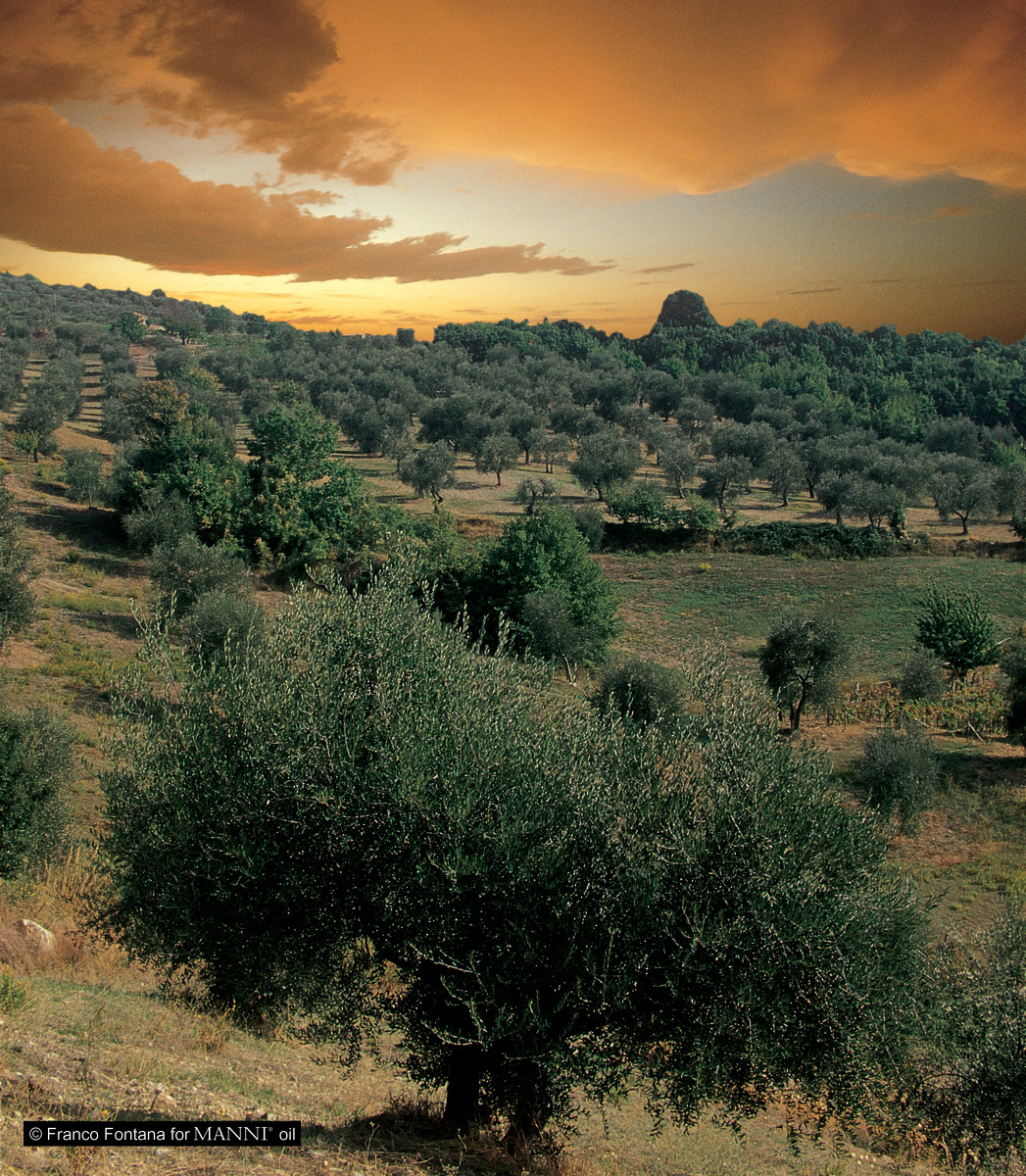 Manni olive tree groves in Tuscany Italy.