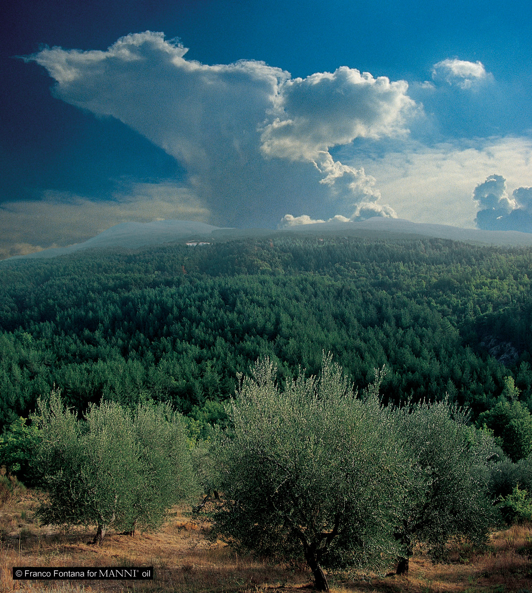 Aerial view of Manni Oil olive trees in Tuscany.