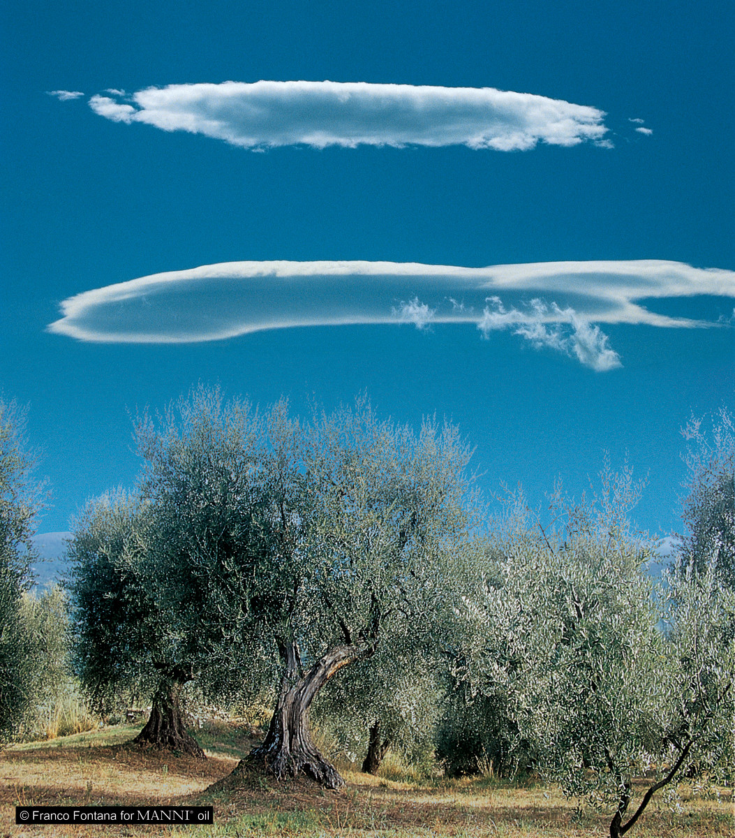 MANNI Extra Virgin Olive Oil tree groves in volcanic soil in Tuscany, Italy.