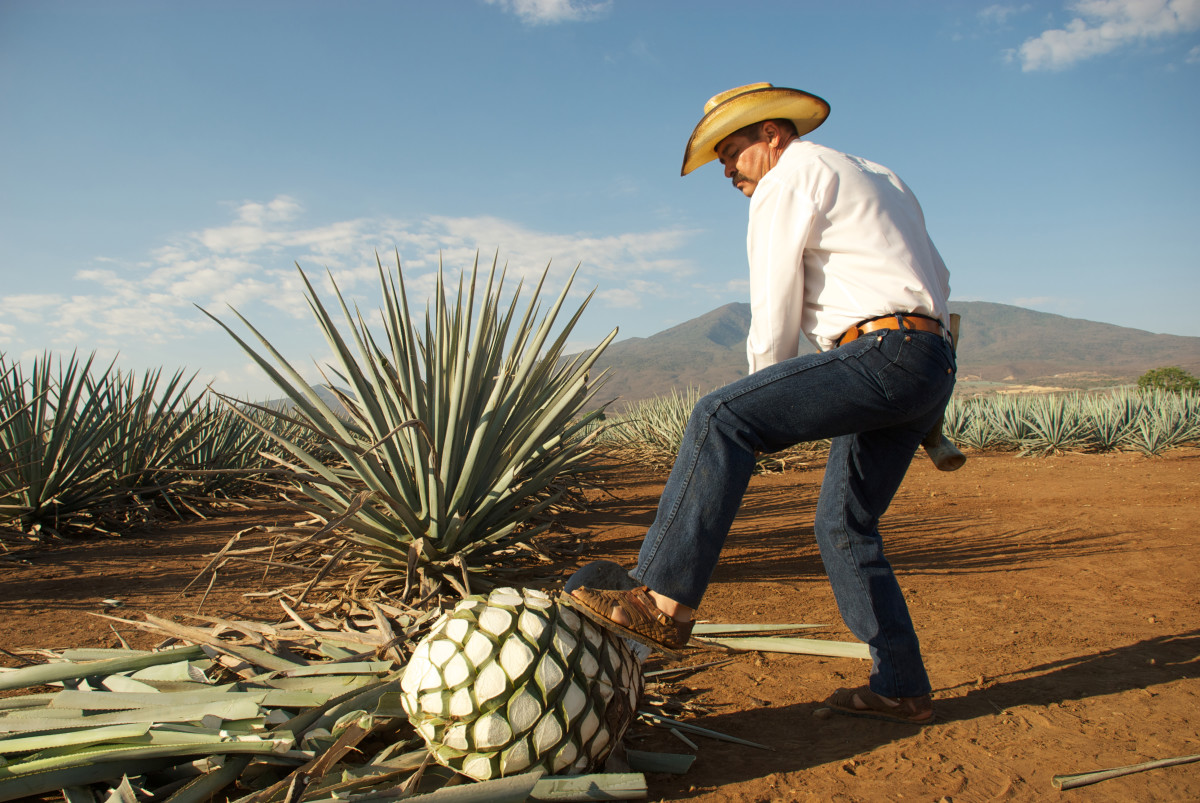 jimador in an agave field