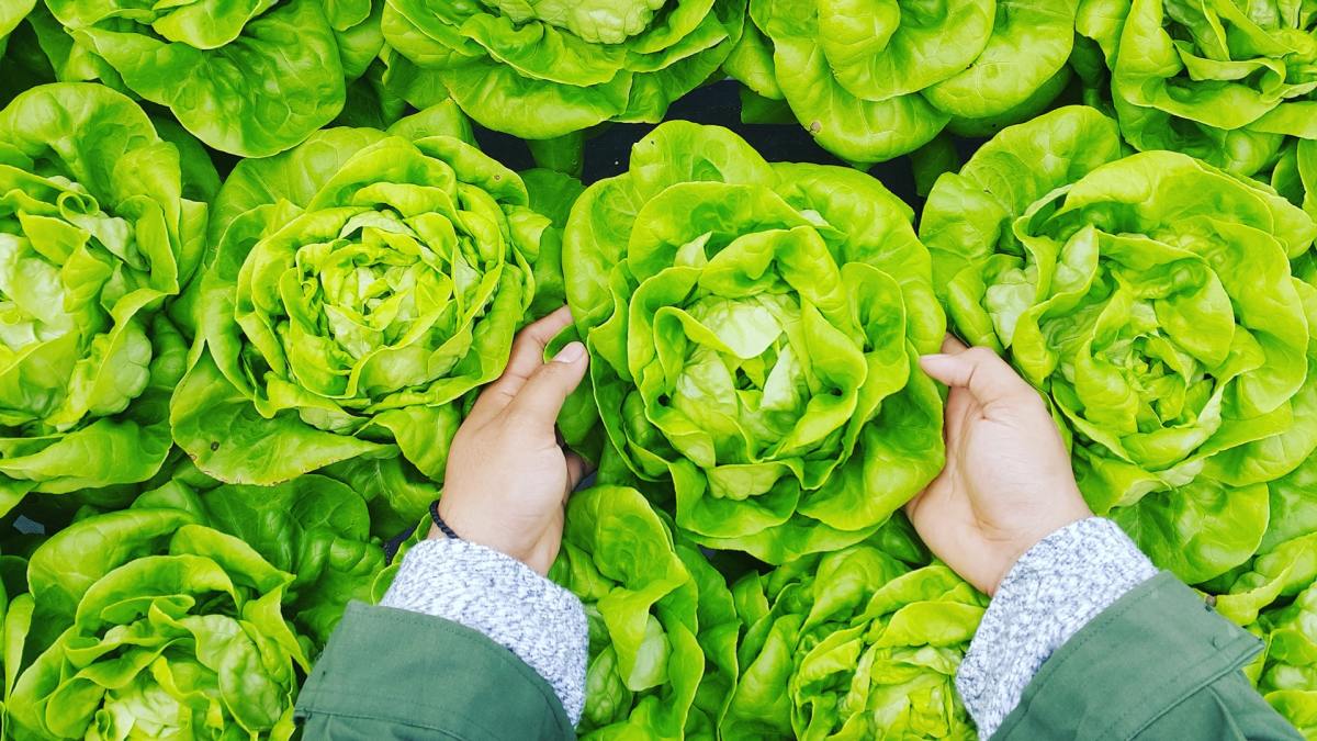 Hands pick up lettuce