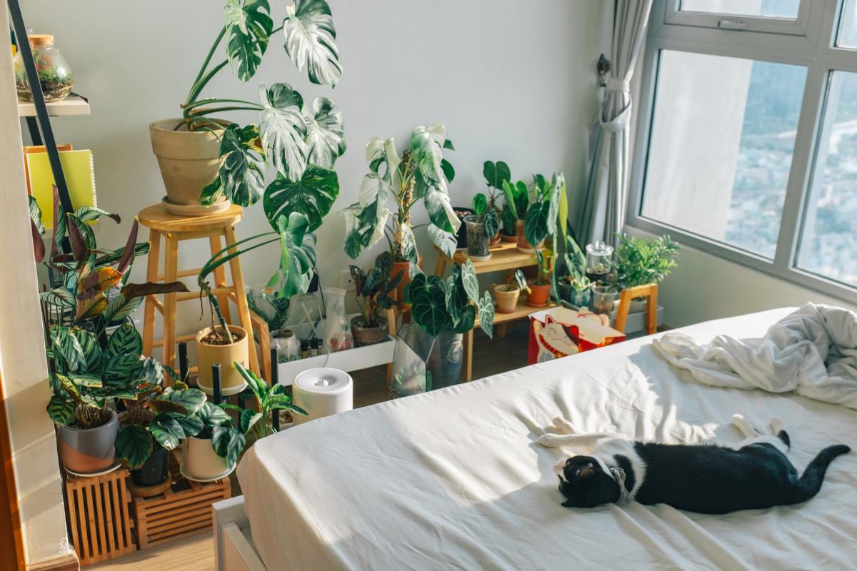 Cat on bed with houseplants and sun