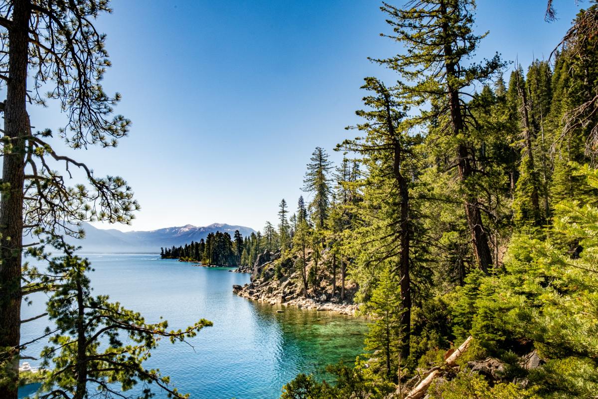 Trees at Lake Tahoe, California, with mountains in the background