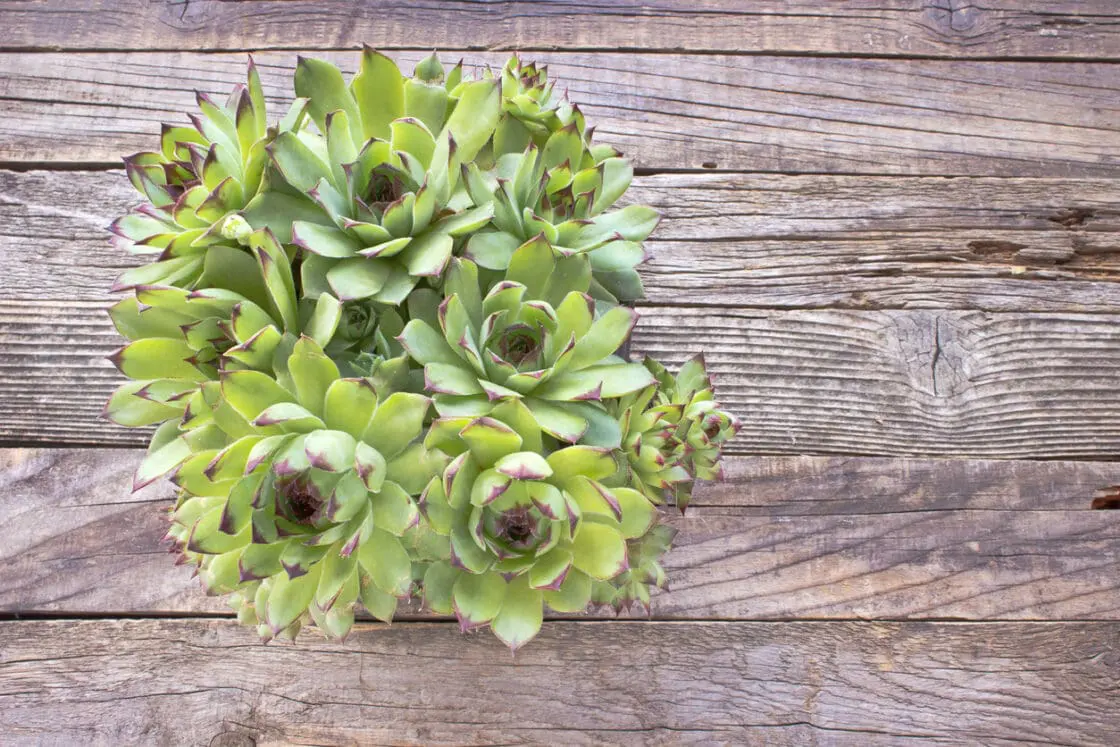 indoor succulents