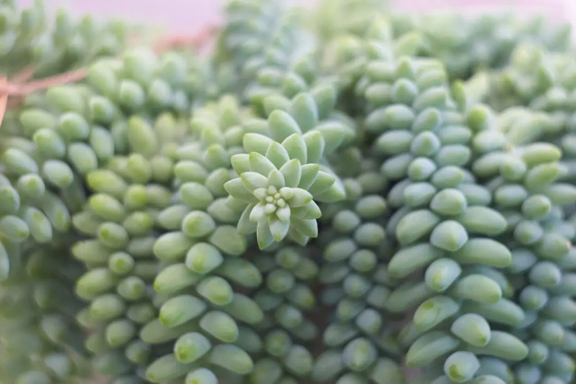 indoor succulents
