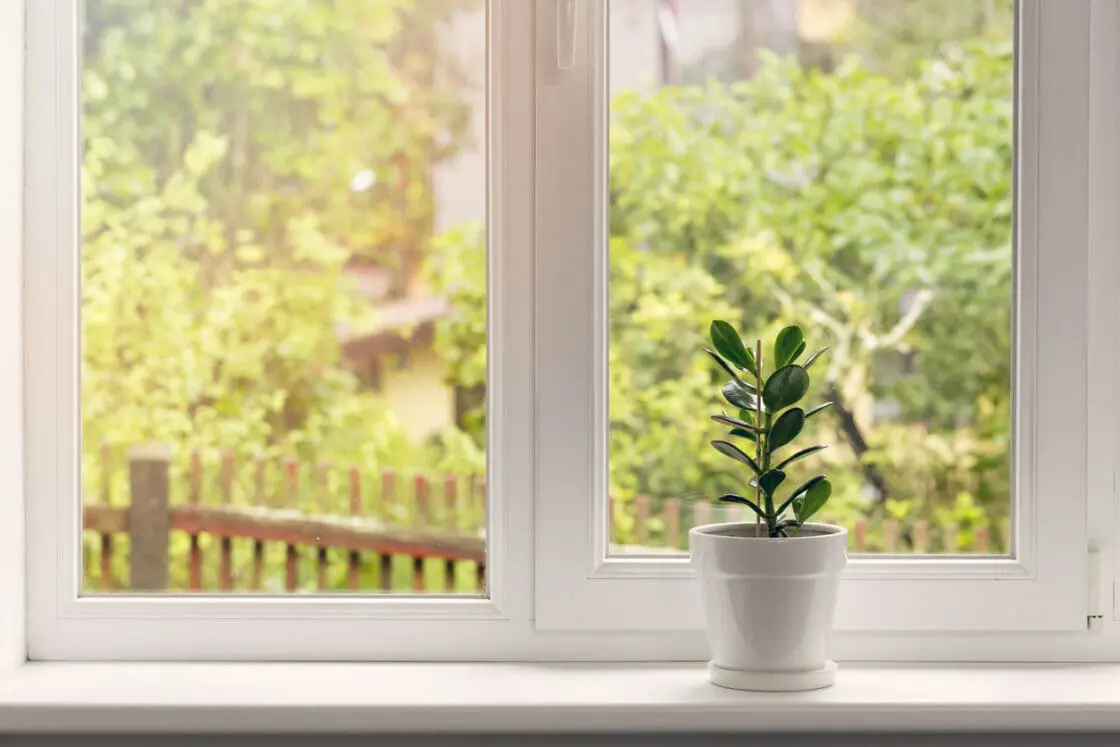 indoor succulents