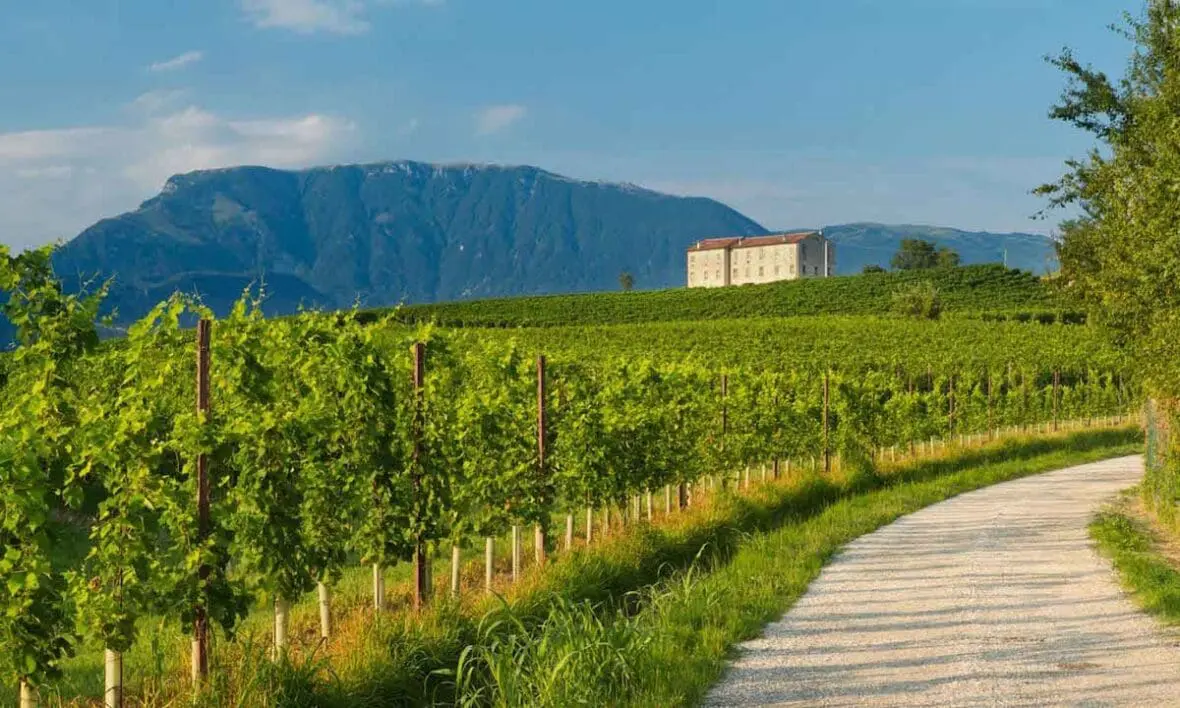 Vineyard with historic stone building and mountain backdrop in Italian wine region