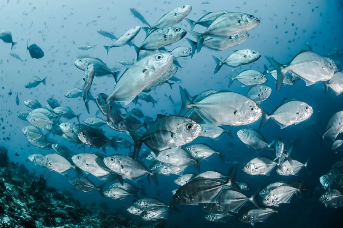 Image of school of fish swimming in the deep blue ocean. Fish are a source for marine collagen peptides, powders and supplements.